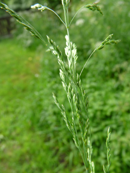 Panicule en forme de pyramide dotée de rameaux basilaires verticillés par 4 à 6. Agrandir dans une nouvelle fenêtre (ou onglet)